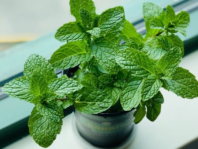El secreto de los jardineros para reproducir fácil tu planta de Menta y que dure hermosa todo el año