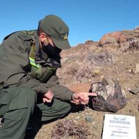 Hallazgo prehistórico: encontraron cinco troncos petrificados de hace más de 65 millones de años