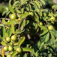 El árbol que no rompe nada, te regala sombra y encima te sorprende con fruta: uno de los favoritos de los jardineros