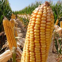 Tensión en el campo: reabren las exportaciones del maíz, pero los productores mantienen el paro