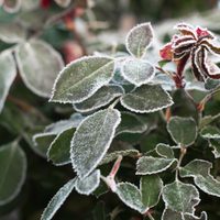 Protegé a tus plantas del invierno: cómo evitar que se quemen y marchiten frente a las fuertes heladas
