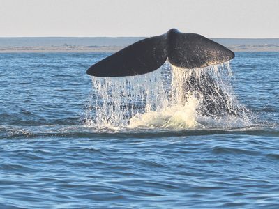 Llegaron las ballenas a Las Grutas: estuvieron 4 horas en la costa. Mirá los increíbles videos.