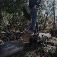 Exigen a autoridades detener la devastación de bosques en la Sierra Tarahumara
