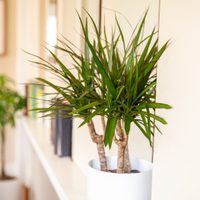 Palo de agua: conocé por qué es la planta más feliz del mundo