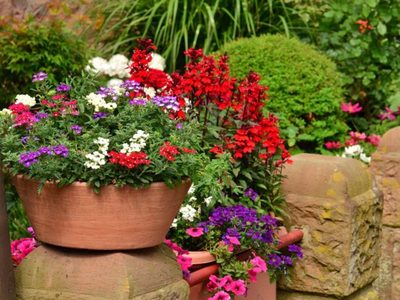 El truco sencillo y efectivo para mantener tus plantas a salvo durante todo el verano