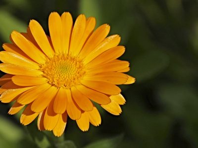 Plantas fáciles: la flor que se autosiembra y transforma tu jardín con color y mejor tierra