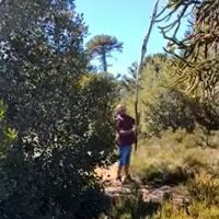 Filmaron a tres personas cosechando piñones sin permiso en un área exclusiva de la comunidad Mapuche