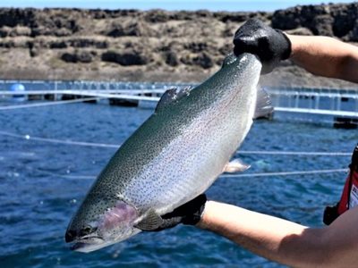Piedra del Águila exportará truchas a Estados Unidos y Japón