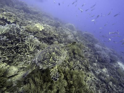 Naciones Unidas acuerda tratado unificado para proteger biodiversidad marina