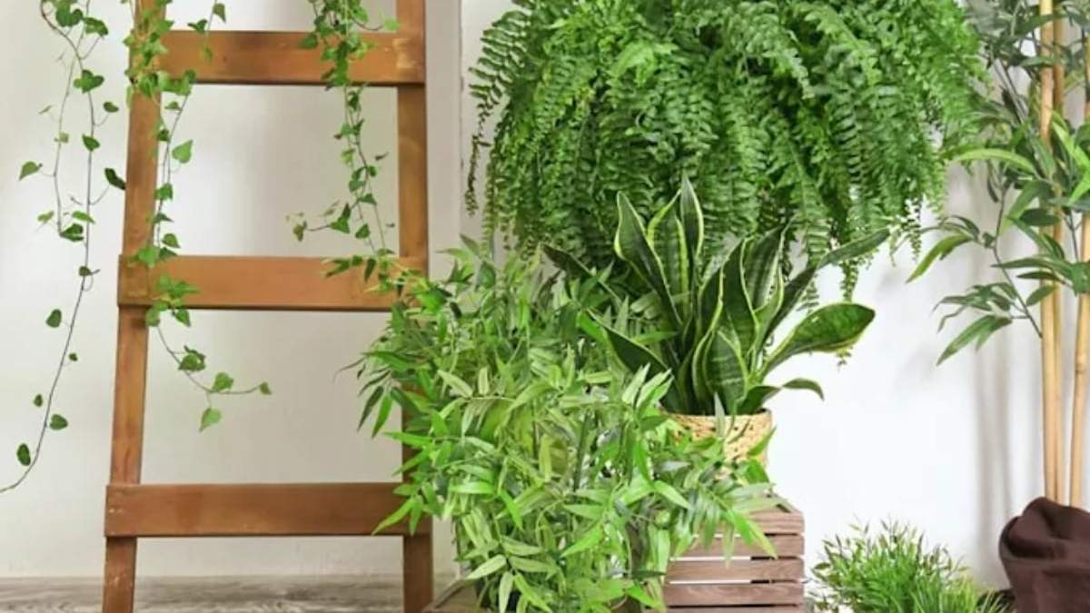 Plantas. Fuente: (Instagram)