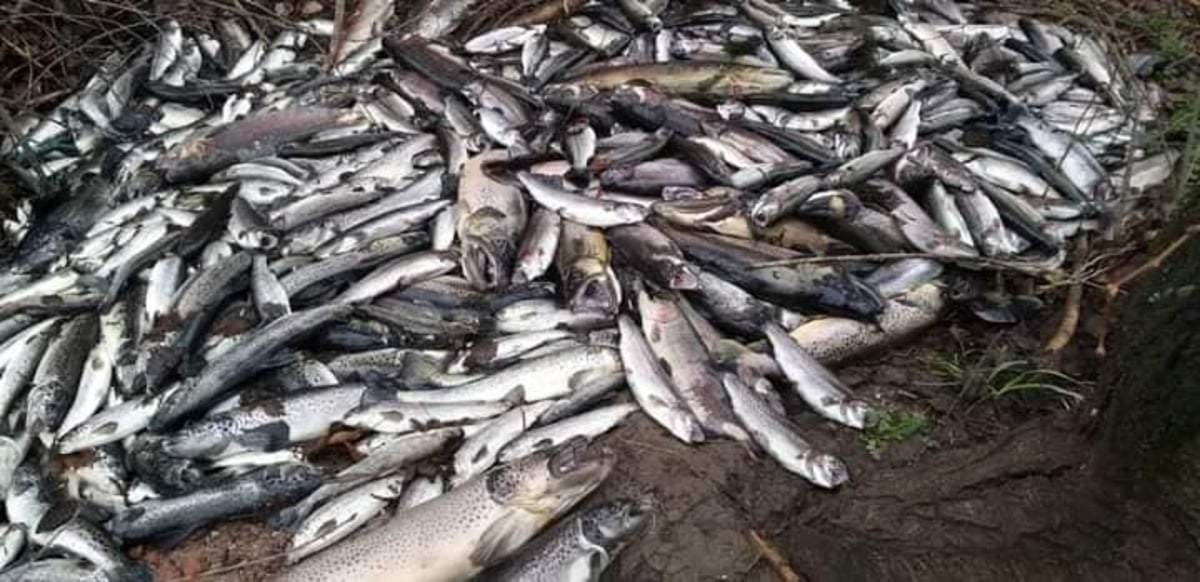 Mortandad de peces en el CEAN. Fuente: (Facebook).
