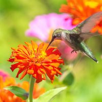 2 arbustos que van a transformar tu jardín en la casa de los colibríes