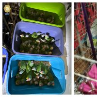 Rescatan más de mil 500 animales en cuatro cateos en Iztapalapa