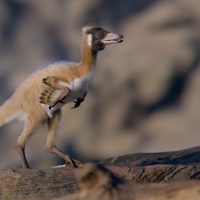 Descubren en Río Negro un alvarezsaurio que redefine la evolución de estos dinosaurios