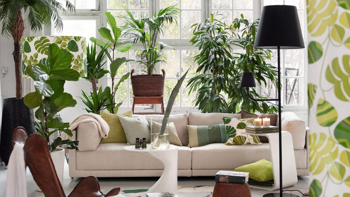 Plantas. Fuente: (Instagram)