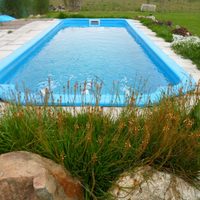 Lográ un efecto tropical en los bordes de tu pileta con estas opciones de plantas súper hermosas