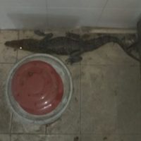 Encuentran cocodrilo dentro de un restaurante en NL