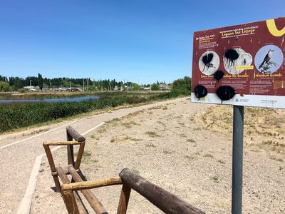La laguna del barrio San Lorenzo sumó una nueva especie