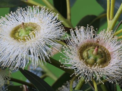 Una aliada natural: la planta fácil de cuidar que esconde en sus flores increíbles propiedades para tu salud