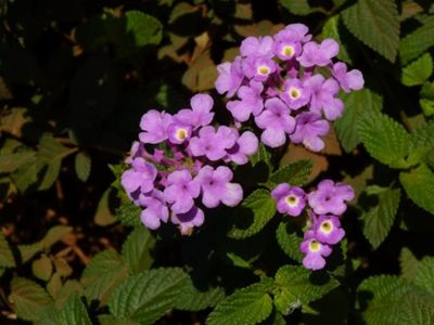 La planta que muchos quieren para decorar su jardín: cambia de color, crece rápido y es fácil de cuidar