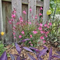 Aprovechá el verano para podar tu planta de Gaura, así crecerá sana y explotará de flores en tu jardín