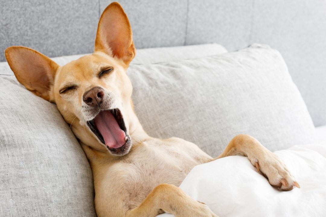 Día Mundial del Perro  Qué dice la ciencia sobre dejar que tu mascota duerma contigo (1)