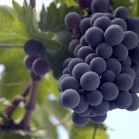 El secreto de los jardineros: la forma más fácil de reproducir la planta de Parra usando solo una botella de plástico