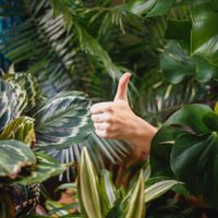 La ciencia revela que las plantas pueden mejorar la vida de las personas