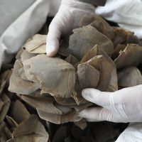 Tailandia confisca más de una tonelada de escamas de pangolín