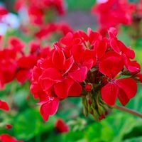 El truco casero para que tus geranios se llenen de flores aun en invierno y llenen tu jardín de colores