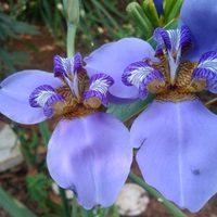 La planta súper resistente que "camina" y cuya hermosa flor dura solo un día: así podés cultivarla en tu jardín