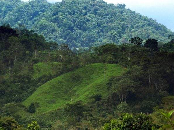 Los bosques son vitales para el clima transformando la atmósfera