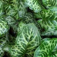 Bonitas pero engañosas: dos plantas que pueden estar creciendo en tu jardín y que esconden un peligroso secreto
