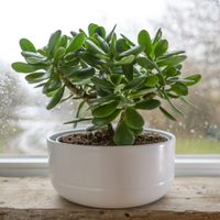 Conocé las 6 plantas que atraen la fortuna y mucho dinero si las tenés en casa