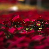 Estas son algunas actividades navideñas y gratuitas para disfrutar en la CDMX