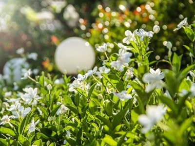 El barato truco de la abuela para que tus plantas echen raíces rápido y las puedas reproducir