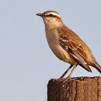 Curiosidades de la Calandria: el ave que anuncia buenas noticias y es una gran imitadora