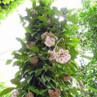 La llamativa planta cuyas flores parecen de plástico y tiene un increíble aroma: claves para su cuidado y mantenimiento