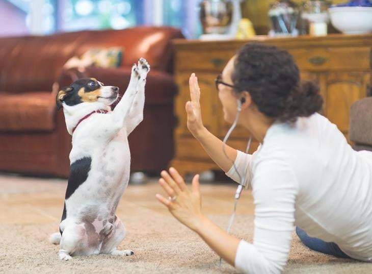 Los animales, la gran compañía en tiempos de cuarentena. Fuente: (Twitter)