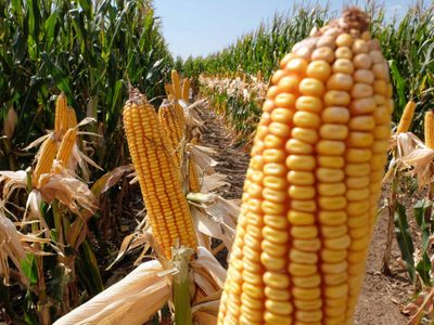 Tensión en el campo: reabren las exportaciones del maíz, pero los productores mantienen el paro