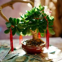 Las plantas pequeñas y fáciles de cuidar que no pueden faltar en tu casa si querés atraer el dinero