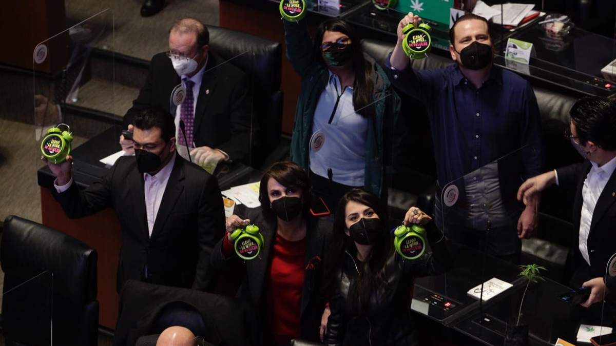 Plantas de mariguana en el Senado