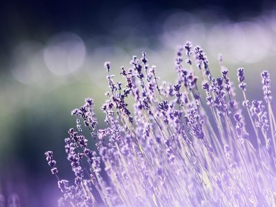 Secretos del jardín: cómo evitar que tu lavanda se vuelva leñosa
