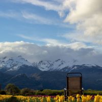 Transmitirán de forma virtual la floración de los tulipanes de Trevelin