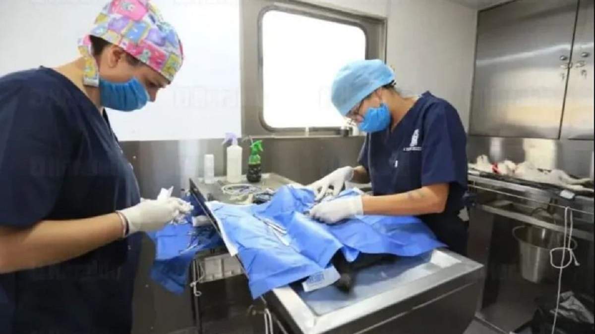 Las operaciones de castración gratuitas comenzarán a realizarse el jueves, 6 de marzo. Fuente: (Noticias Nqn)