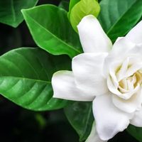 Si las hojas de tu jazmín se ponen amarillas, resolvelo rápido con este truco para que esté verde y lleno de flores