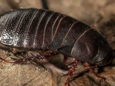 Una cucaracha carnívora "extinta" reaparece después de 90 años