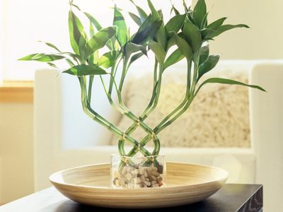 Lo que ocultan los jardineros: el truco para mantener hermosa la planta que protege tu hogar y mejora tu salud
