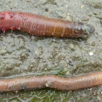 La sangre de un gusano marino podría servir para curar el coronavirus