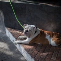 Bulldog inglés: por esto los veterinarios piden ya no criarlos ni comprarlos
